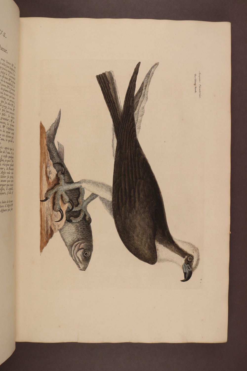 Plate 2